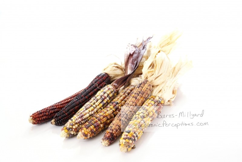Stock Photo: Indian Corn - by Kathy Burns-Millyard
