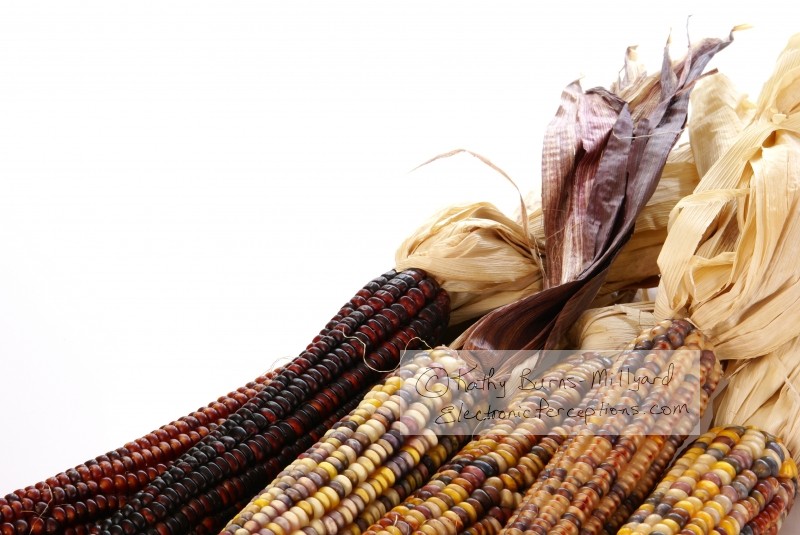 Stock Photo: Indian Corn - by Kathy Burns-Millyard