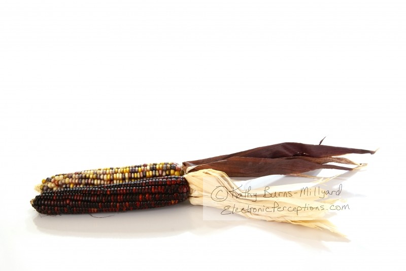 Stock Photo: Indian Corn - by Kathy Burns-Millyard