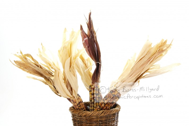 Stock Photo: Indian Corn - by Kathy Burns-Millyard