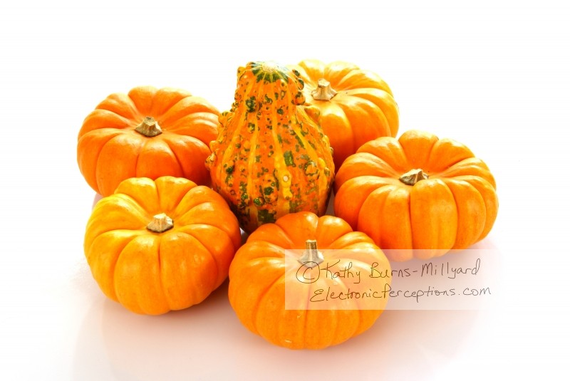 Stock Photo: Pumpkins and Gourd - by Kathy Burns-Millyard