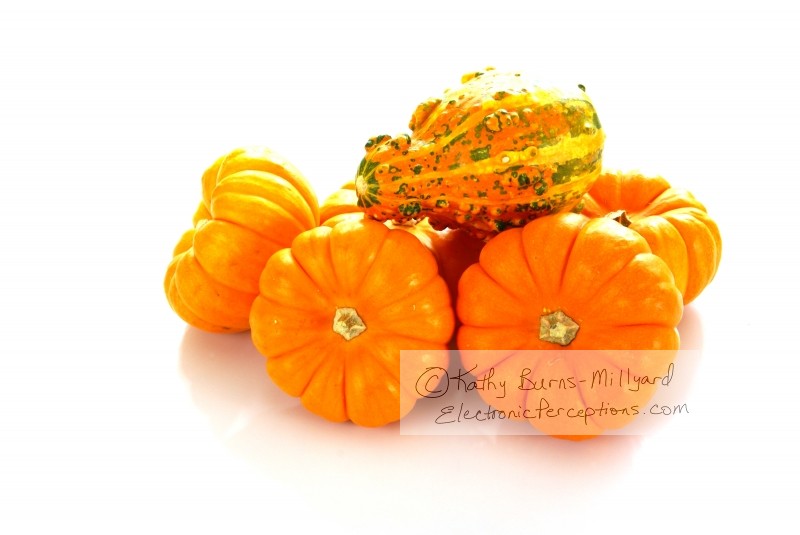 Stock Photo: Pumpkins and Gourd - by Kathy Burns-Millyard